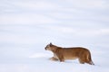 Puma, nature winter habitat with snow, Torres del Paine, Chile. Wild big cat Cougar, Puma concolor, hidden portrait of dangerous Royalty Free Stock Photo