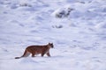 Puma, nature winter habitat with snow, Torres del Paine, Chile. Wild big cat Cougar, Puma concolor, hidden portrait of dangerous Royalty Free Stock Photo