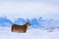 Puma, nature winter habitat with snow, Torres del Paine, Chile. Wild big cat Cougar, Puma concolor, hidden portrait of dangerous Royalty Free Stock Photo