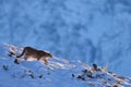 Puma, nature winter habitat with snow, Torres del Paine, Chile. Wild big cat Cougar, Puma concolor, hidden portrait of dangerous Royalty Free Stock Photo