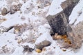 Puma, nature winter habitat with snow, Torres del Paine, Chile. Wild big cat Cougar, Puma concolor, hidden portrait of dangerous Royalty Free Stock Photo