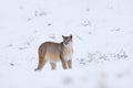 Puma, nature winter habitat with snow, Torres del Paine, Chile. Wild big cat Cougar, Puma concolor, hidden portrait of dangerous Royalty Free Stock Photo