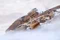 Puma, nature wintet habitat with snow, Torres del Paine, Chile. Wild big cat Cougar, Puma concolor, hidden portrait of dangerous Royalty Free Stock Photo