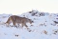 Puma, nature wintet habitat with snow, Torres del Paine, Chile. Wild big cat Cougar, Puma concolor, hidden portrait of dangerous Royalty Free Stock Photo