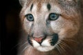 Puma portrait with beautiful eyes Royalty Free Stock Photo