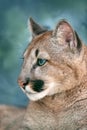 Puma portrait with beautiful eyes Royalty Free Stock Photo