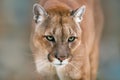 Puma portrait close up