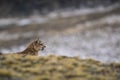 Puma resting in mountain environment, Torres del Paine National Park, Patagonia,