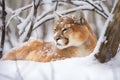 puma resting after successful hunt in snow