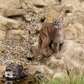 Puma Standing on Rock Gazing Upwards