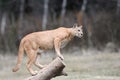 Puma stands on a tree Royalty Free Stock Photo