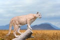 Puma stands on a tree Royalty Free Stock Photo