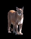 Puma walking at camera isolated at the black Royalty Free Stock Photo