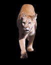 Puma walking at camera isolated at the black Royalty Free Stock Photo