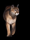 Puma walking at camera isolated at black Royalty Free Stock Photo