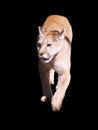 Puma walking at camera isolated at the black Royalty Free Stock Photo