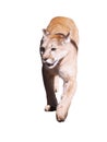 Puma walking at camera isolated at the black Royalty Free Stock Photo