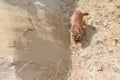 Puma walking down canyon Royalty Free Stock Photo