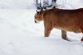 Puma in the winter woods, Mountain Lion look. Mountain lion hunts in a snowy forest. Wild cat on snow. Eyes of a Royalty Free Stock Photo