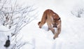Puma in the winter woods, Mountain Lion look. Mountain lion hunts in a snowy forest. Wild cat on snow. Eyes of a Royalty Free Stock Photo