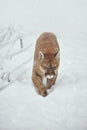 Puma in the winter woods, Mountain Lion look. Mountain lion hunts in a snowy forest. Wild cat on snow. Eyes of a Royalty Free Stock Photo