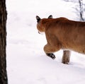 Puma in the winter woods, Mountain Lion look. Mountain lion hunts in a snowy forest. Wild cat on snow. Eyes of a Royalty Free Stock Photo