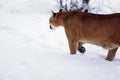 Puma in the winter woods, Mountain Lion look. Mountain lion hunts in a snowy forest. Wild cat on snow. Eyes of a Royalty Free Stock Photo