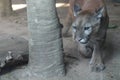 puma in the zoo Royalty Free Stock Photo