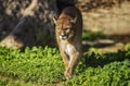 Pumas are lives in the Patagonia region of Argentina and Chile
