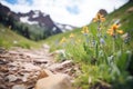 pumas tracks surrounding alpine wildflowers Royalty Free Stock Photo