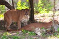 Pumas in wildlife
