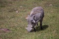 Pumba grazing Royalty Free Stock Photo