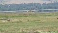 A Pumba Warthog mother plays catching with children and flock of birds soar above the natural landscape of a grassy