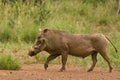 Pumba, the Wild warthog Phacochoerus africanus or Common warthog walking in savanna