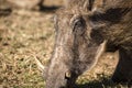 Pumbaa`s face, this is a warthog from the Pilanesberg National Park in South Africa