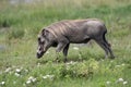 Pumbaa Warthog in Ngorongoro Conservation Area