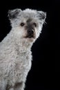 Pumi dog on black background Royalty Free Stock Photo