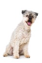 Pumi dog on white background Royalty Free Stock Photo