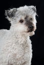 Pumi dog on black background Royalty Free Stock Photo