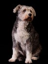 Pumi breed of dog is sitting on a black background Royalty Free Stock Photo