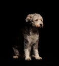 Pumi breed of dog is sitting on a black background Royalty Free Stock Photo