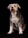 Pumi breed of dog is sitting on a black background
