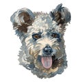 The Pumi dog Royalty Free Stock Photo