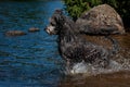 Pumi dog swimming in the water Royalty Free Stock Photo