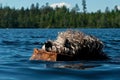 Pumi dog swimming in the water