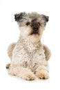 Pumi dog on white background Royalty Free Stock Photo