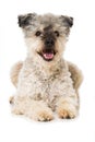 Pumi dog on white background Royalty Free Stock Photo