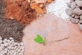 Pumice pebbles ,Volcanic rock, Dry leaves ,White perlite,Coconut coir ,Soil and Young plant