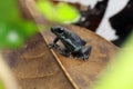 Pumilio Poison Dart frog walking on a magnolia leaf Royalty Free Stock Photo