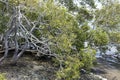 Pumiscetone Passage Mangroves Royalty Free Stock Photo